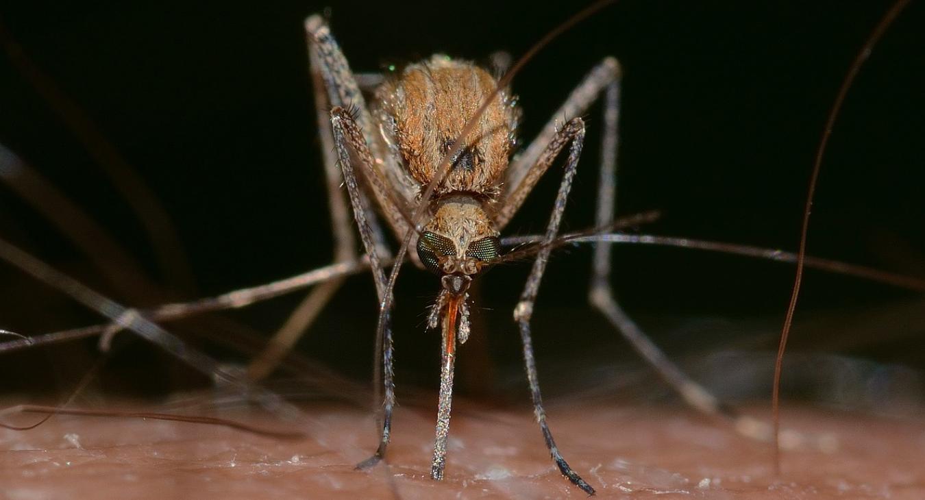 Fokozott védekezést kér a szúnyogok által terjesztett nyugat-nílusi láz miatt a Népegészségügyi Központ 