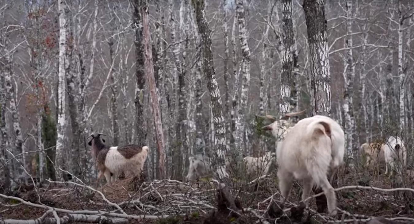 Chilében kecskékkel küzdenek az erdőtüzek ellen