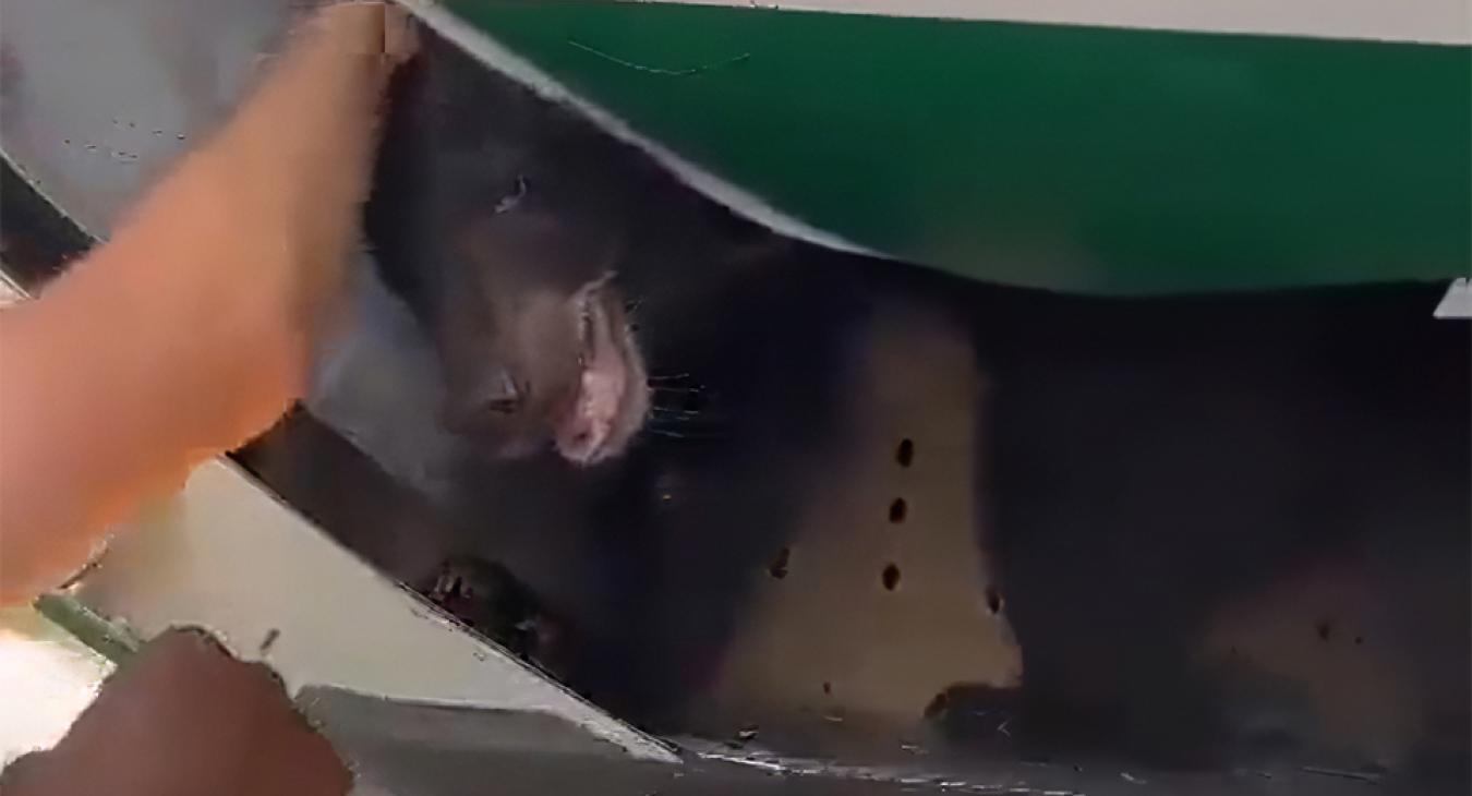 Kiszökött egy medve a szállítóládájából egy felszállásra készülő repülőgépen