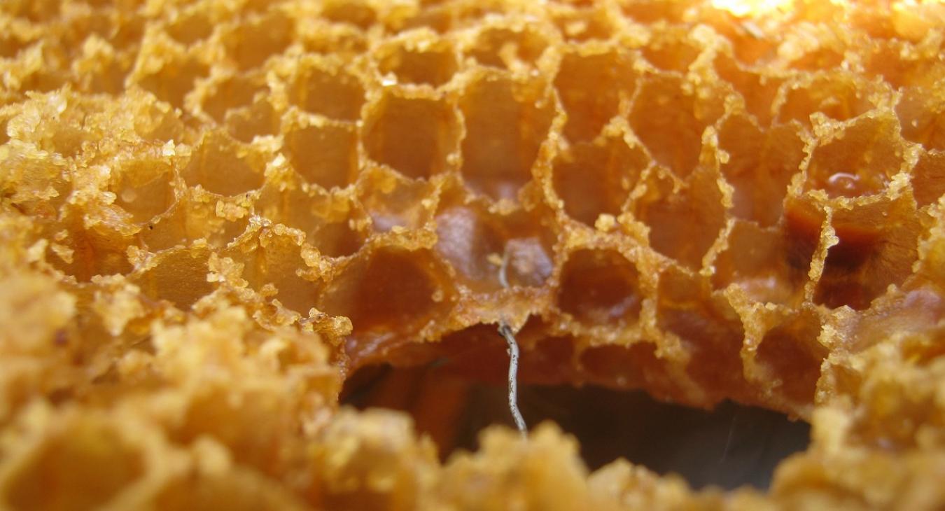 Több Oscar-díjat is besöpörtek magyar mézek 