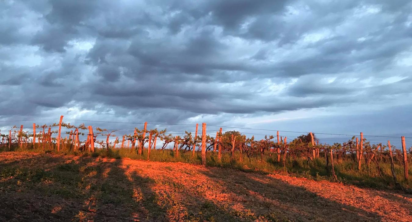 2023: a szőlészek fekete éve