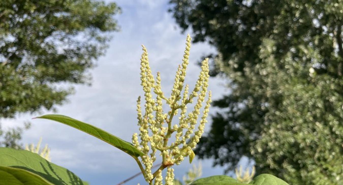 Leginkább az élénk, erős szél okozhat kellemetlen pillanatokat