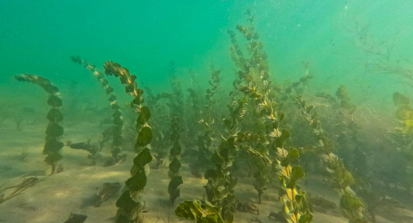 Ilyennek még nem nagyon láthattuk a Balaton