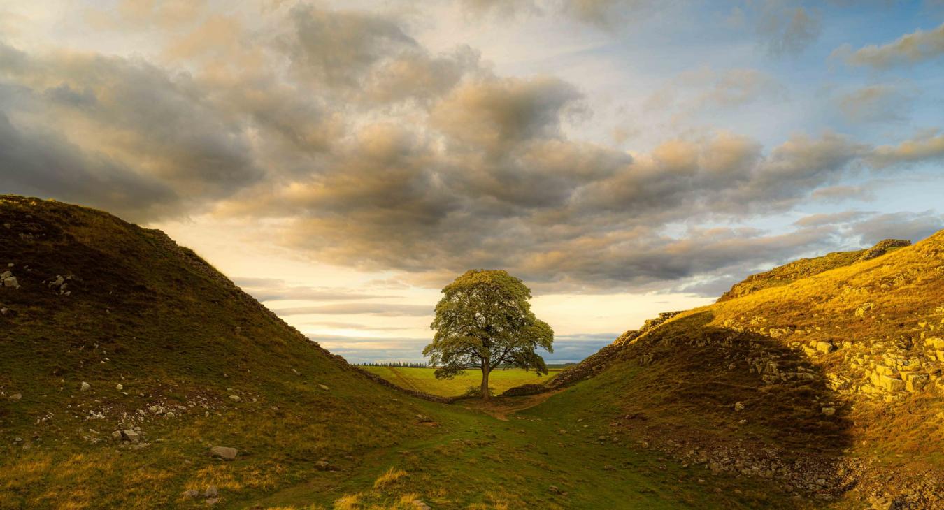 Kivágták, a világ leghíresebb szikomorfáját, a Robin Hood-fát