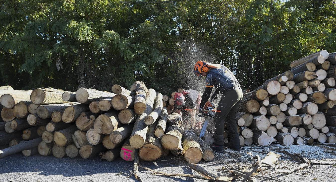 Nem mindenhol tudják kifizetni az önkormányzat a szociális tűzifa darabolását