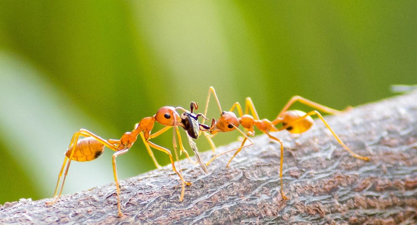 Invázióra készülnek a tűzhangyák Európában