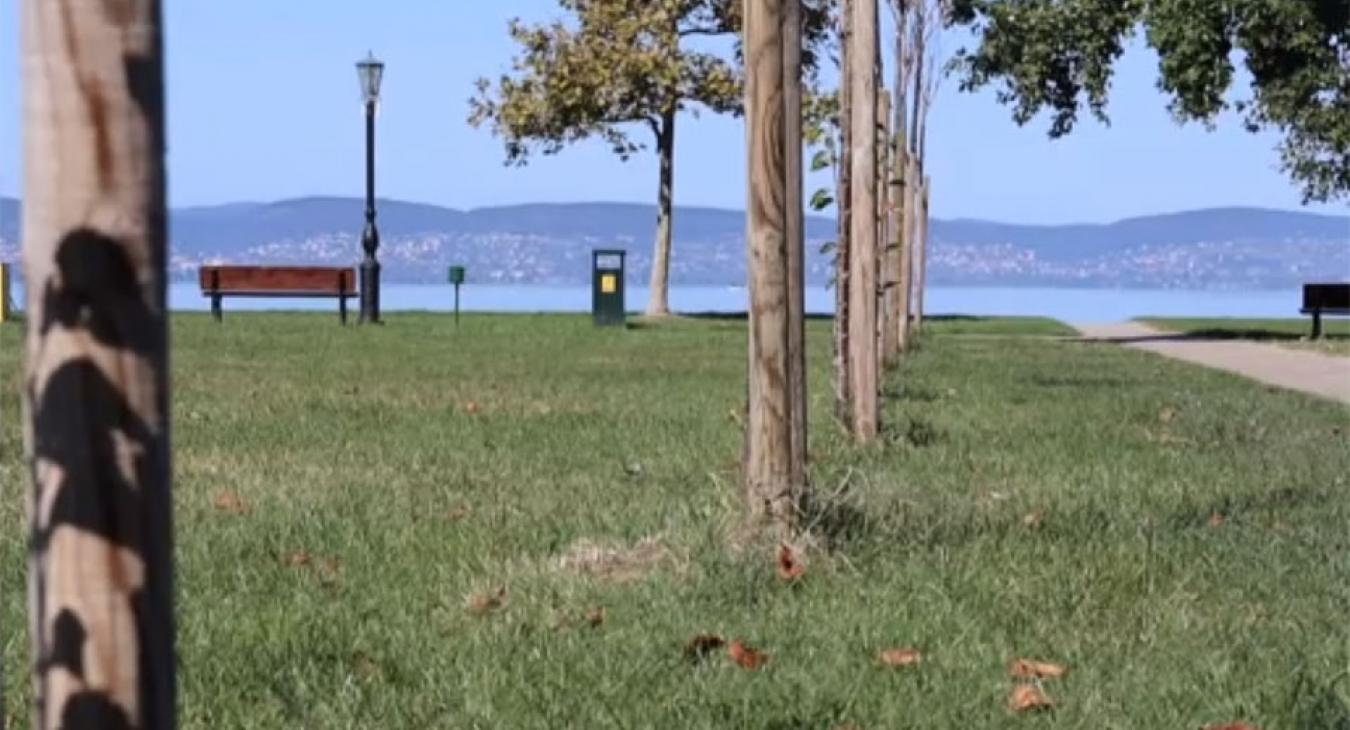 18 fát mérgeztek meg gázolajjal az egyik zamárdi strandon