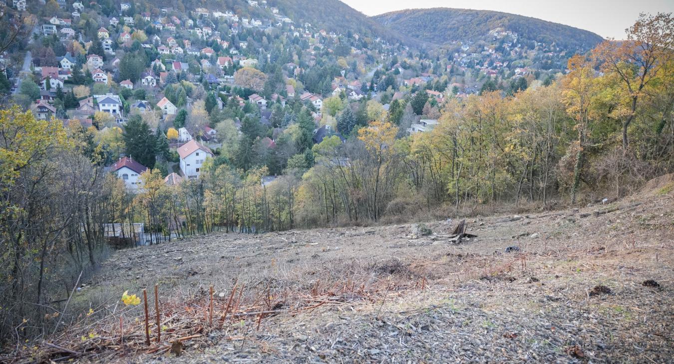 Tarra vágtak több ezer négyzetmétert a II. kerületben, feljelentést tesz az önkormányzat