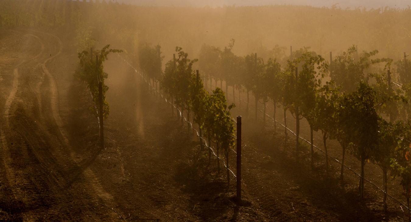 A chardonnay és a pinot noir is eltűnik, a kaktuszlé marad koccintásra 