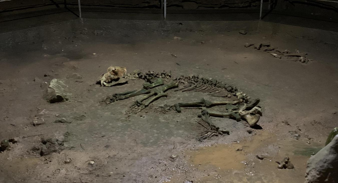 Medve-barlang, amely egy barlangi medve csontvázról kapta a nevét