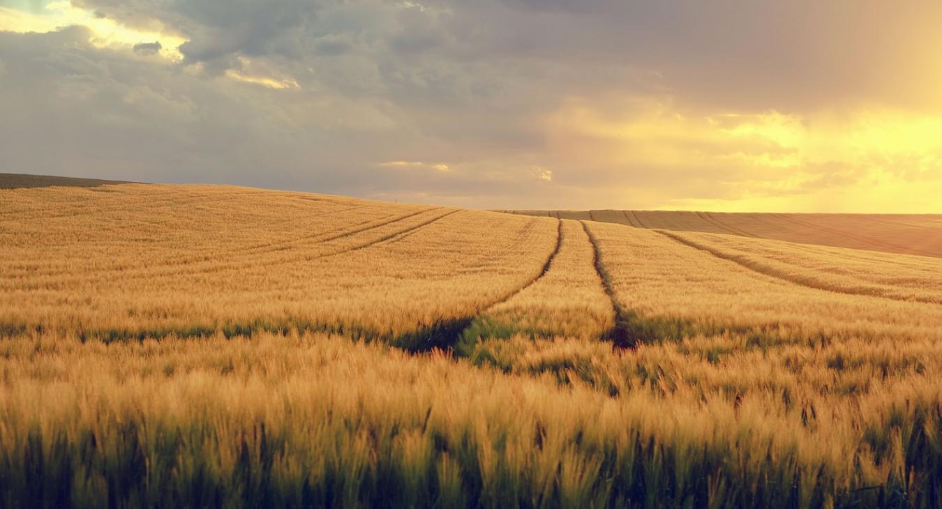 Blokkolja Lettország az orosz és fehérorosz gabona- és egyéb agrárimportot