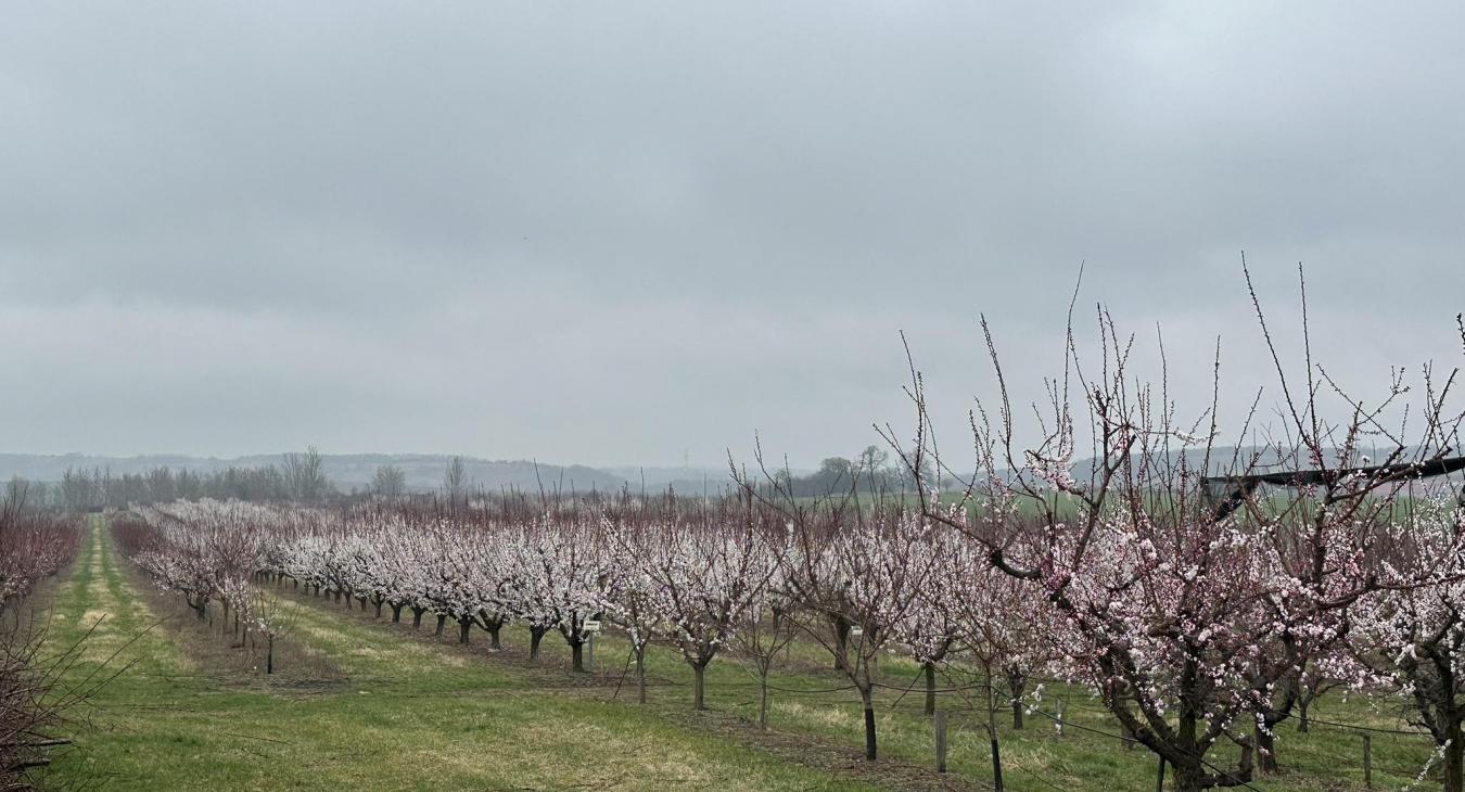 Tavaszias hőmérséklet, elszórtan esővel, záporokkal