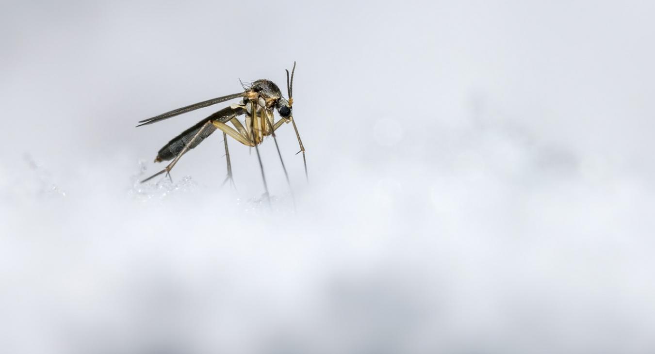 Erre senki sem számított a szúnyogoktól, aggasztó a helyzet a Dunánál 