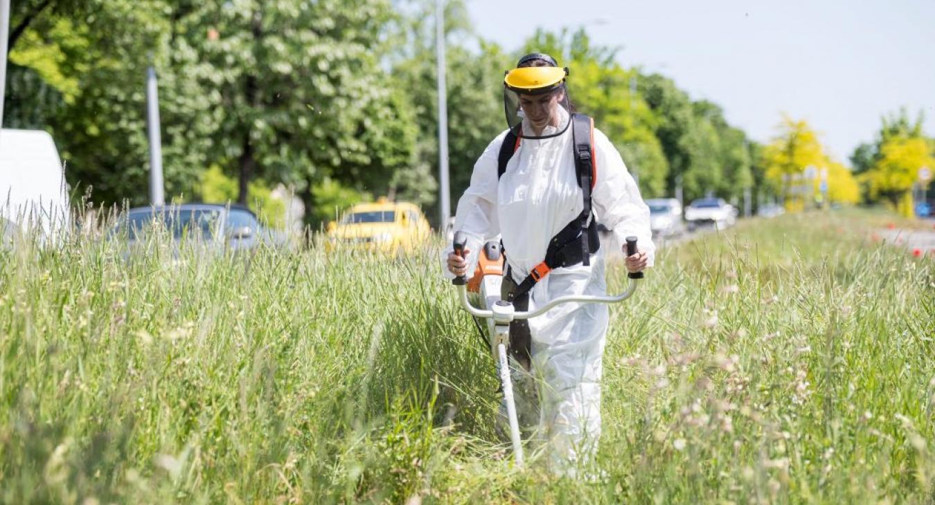 A honvédelmi miniszter felesége kampánykaszált egy méhlegelőn