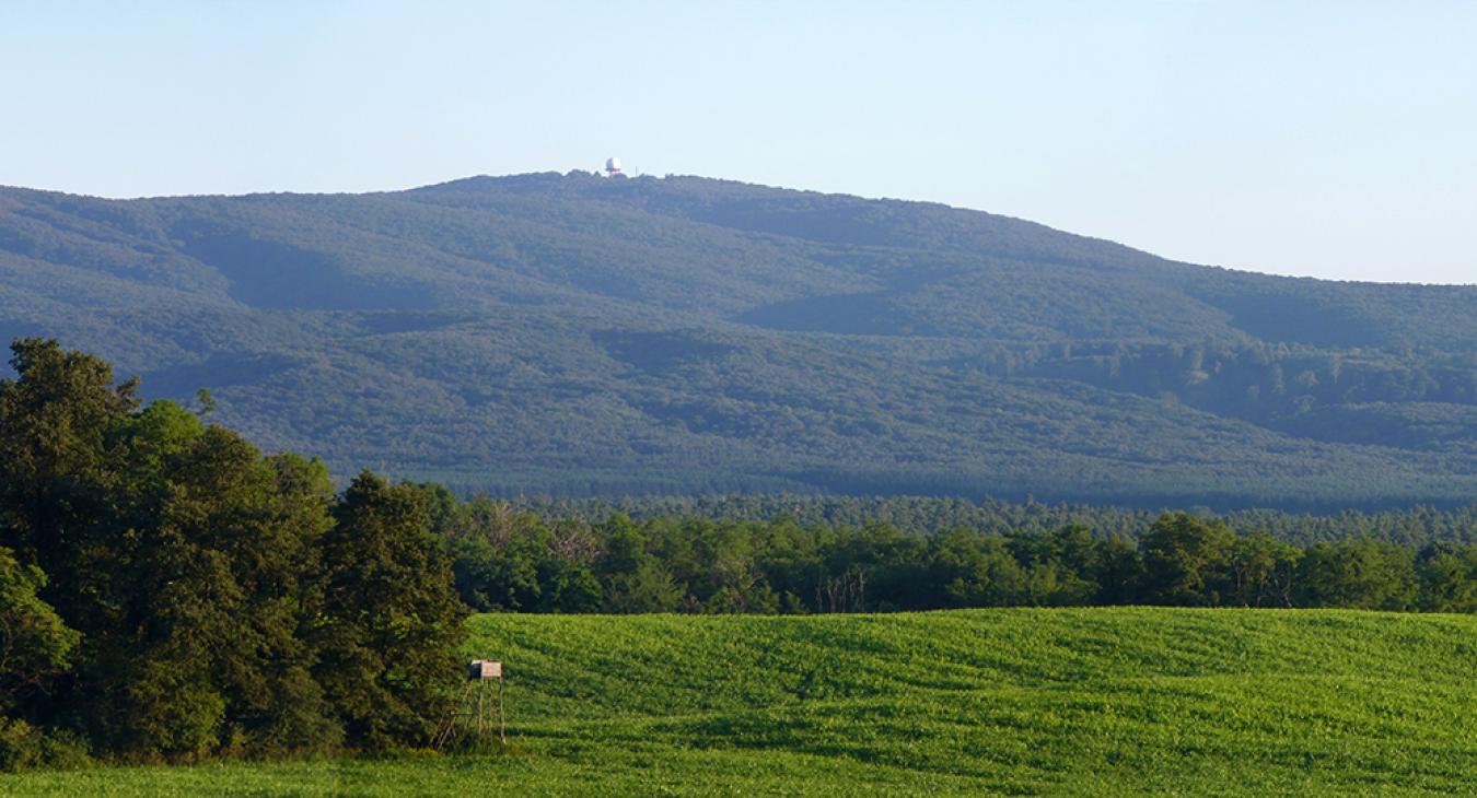 Nagy baj van a Bakonyban, és egyelőre nincs rá megoldás 
