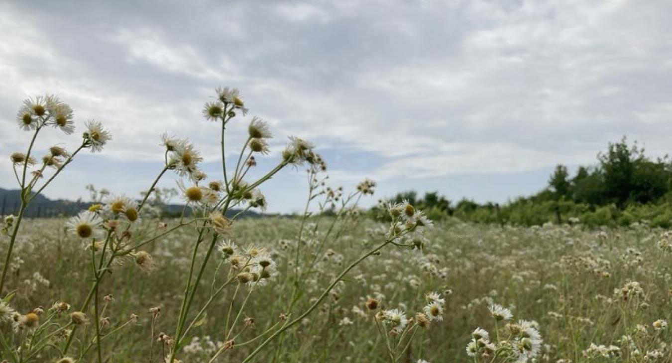 Kánikula nélkül folytatódik a nyár