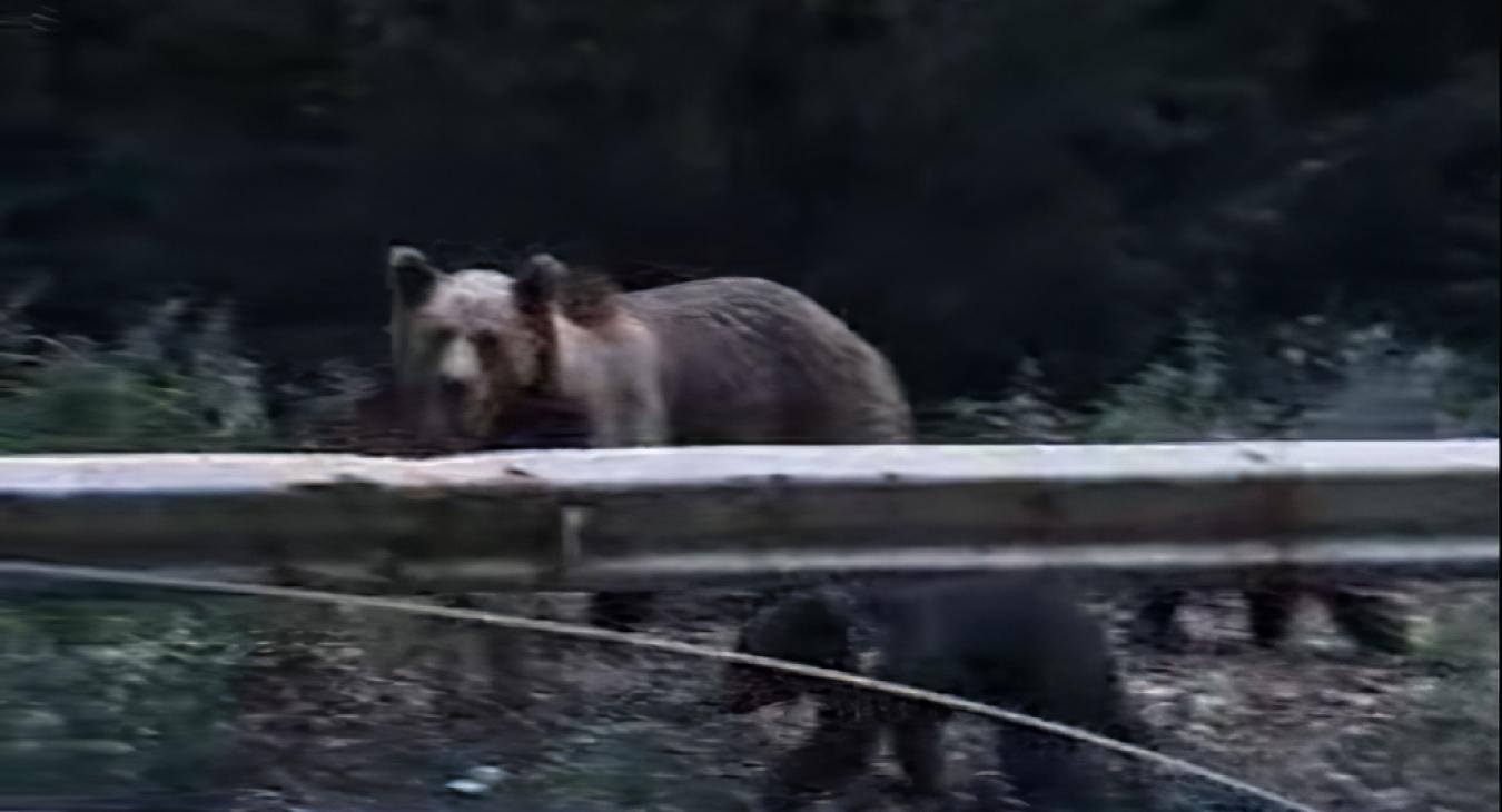 Anyamedve bocsaival szeli az erdőt Cered környékén