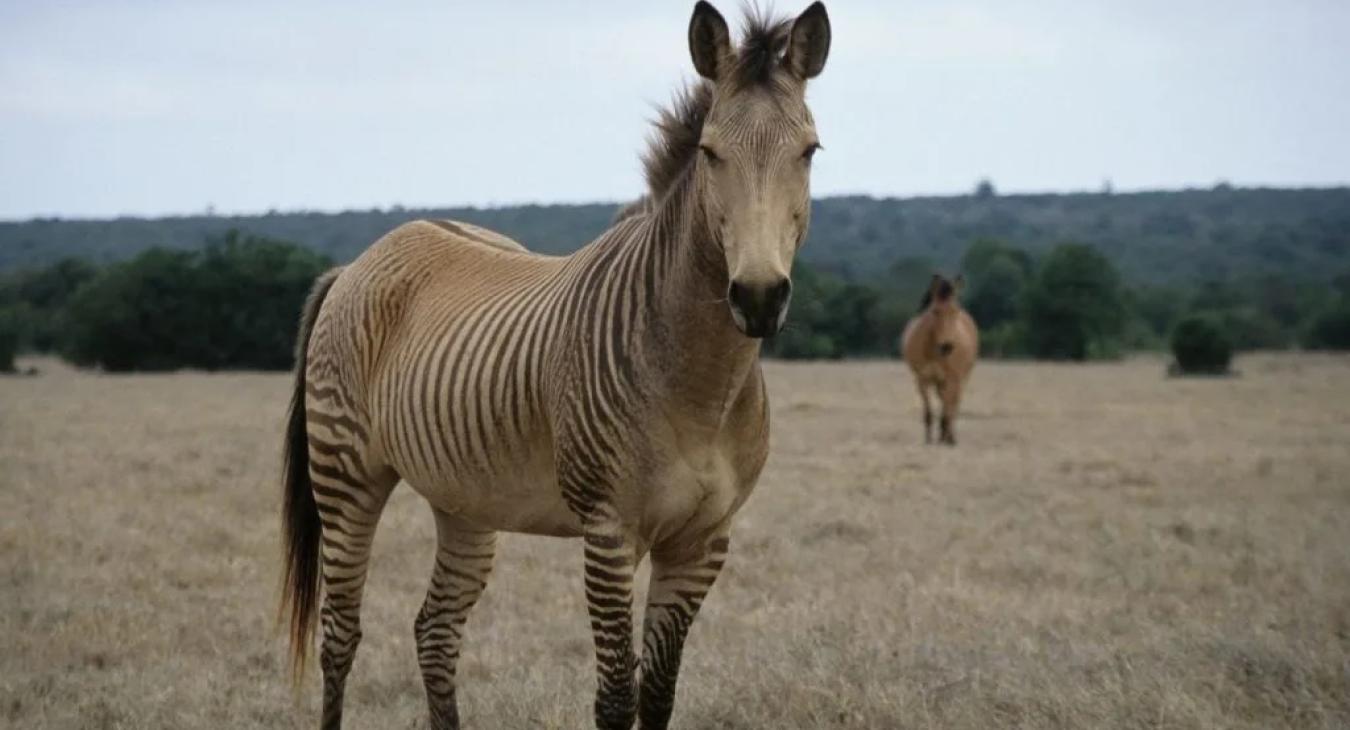 A klímaváltozás miatt egyre több a hibrid állat