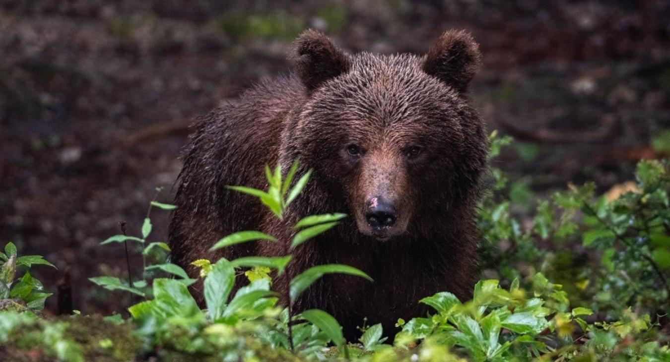 Emberre támadt egy medve a horvátországi Plitvicei-tavaknál