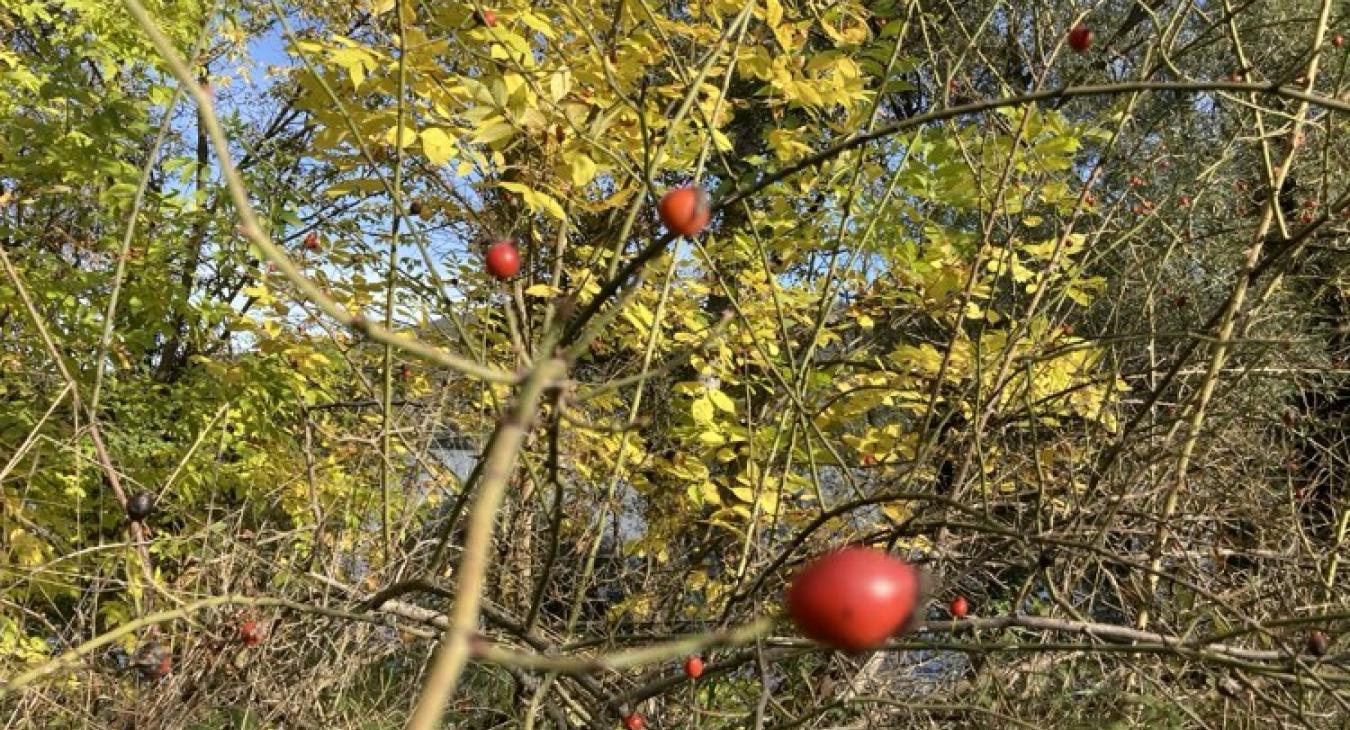 Kellemes őszi idővel indul a hét