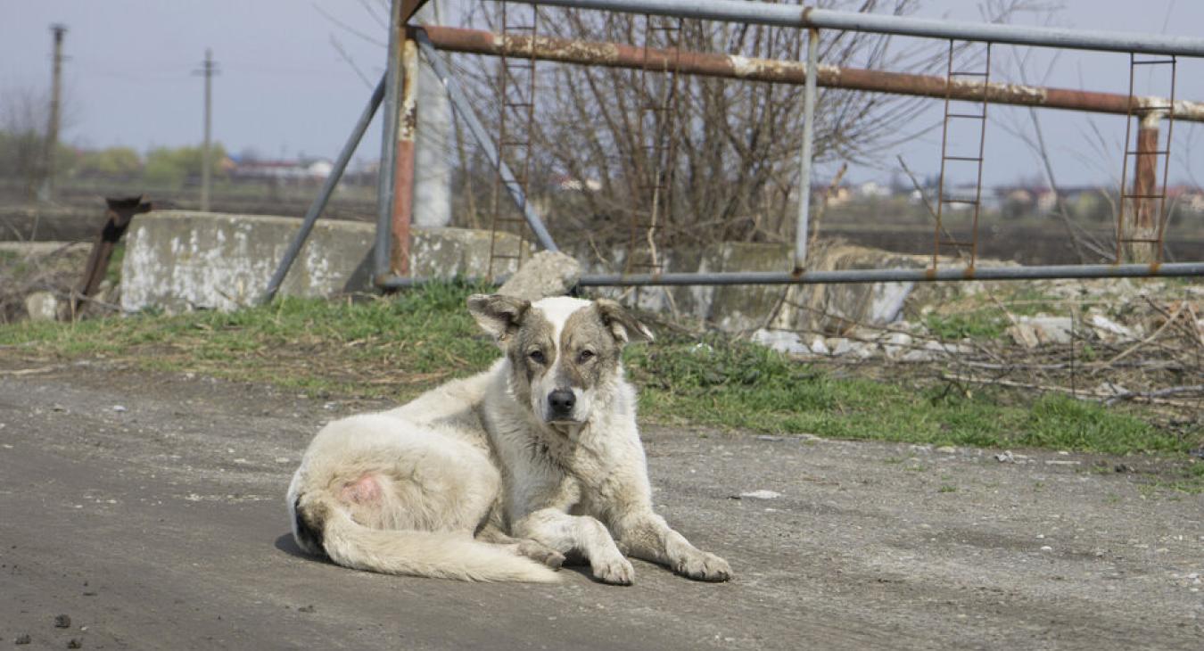 Megint veszett kutyát találtak a román határ közelében