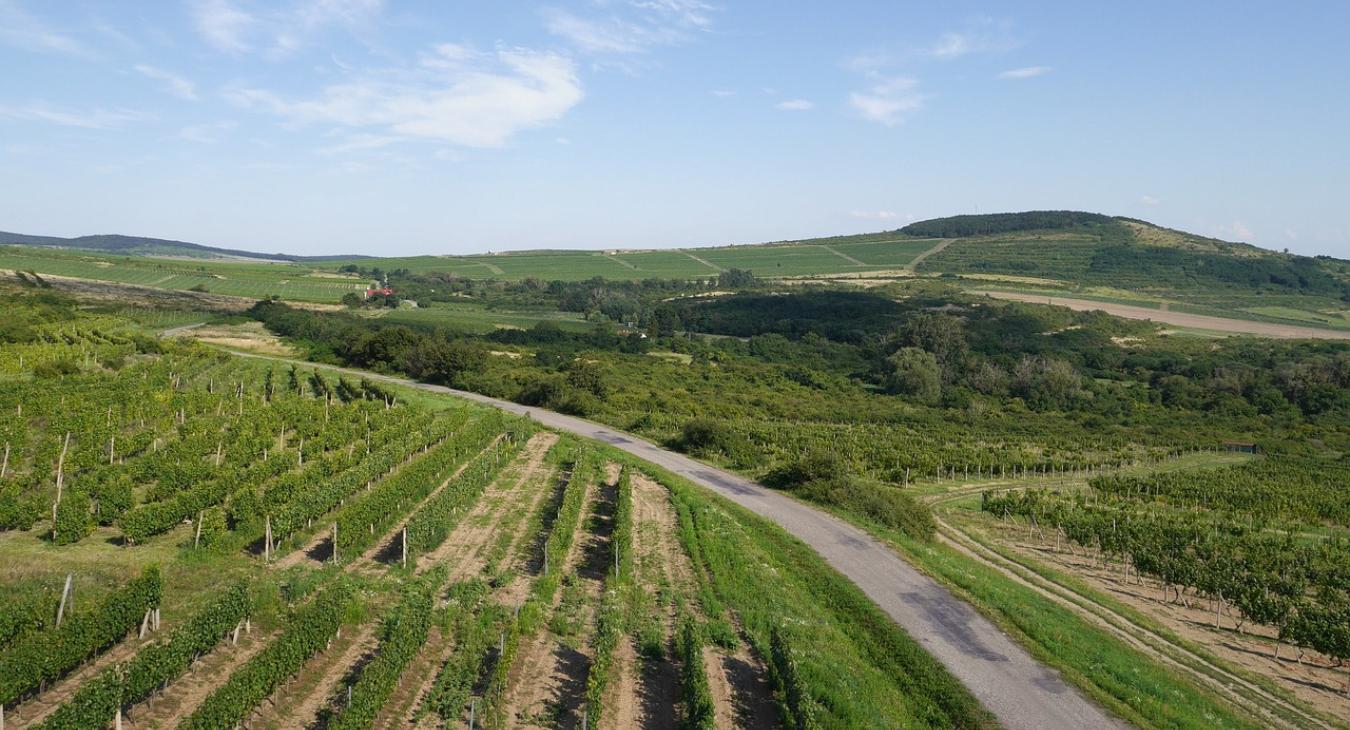 Vallott a magyar borász: lerántotta a leplet a tokaji borokról