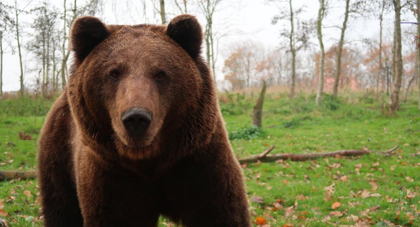 Medve elől menekülő vadászok: reagált a Bükki Nemzeti Park