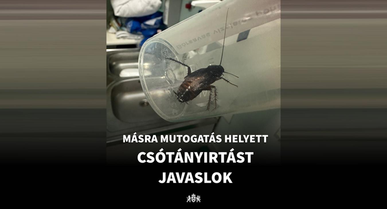 Karácsony Gergely: a csótányirtás nem a főváros feladata, és sosem volt az 