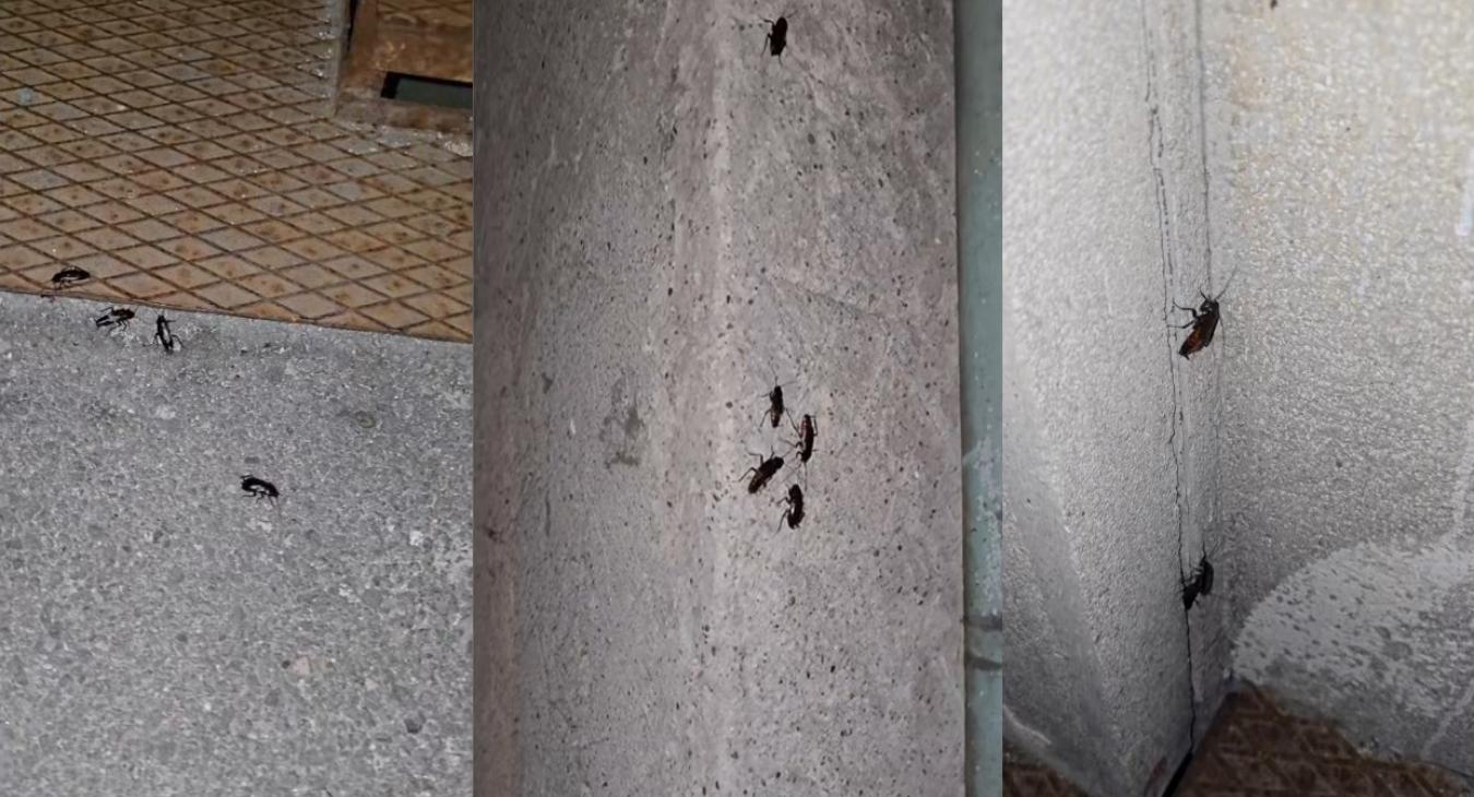 A Péterfy kórház szerint Karácsony Gergely tehet a csótányokról