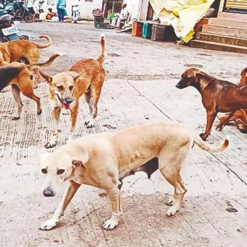 Másfélmillió kóbor kutya fordult az éhség miatt az emberek ellen Indiában
