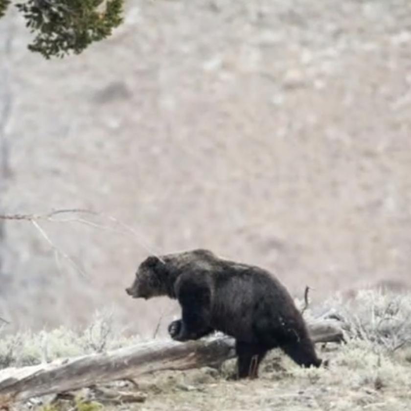 Halálos medvetámadás történt a Yellowstone Nemzeti Parkban