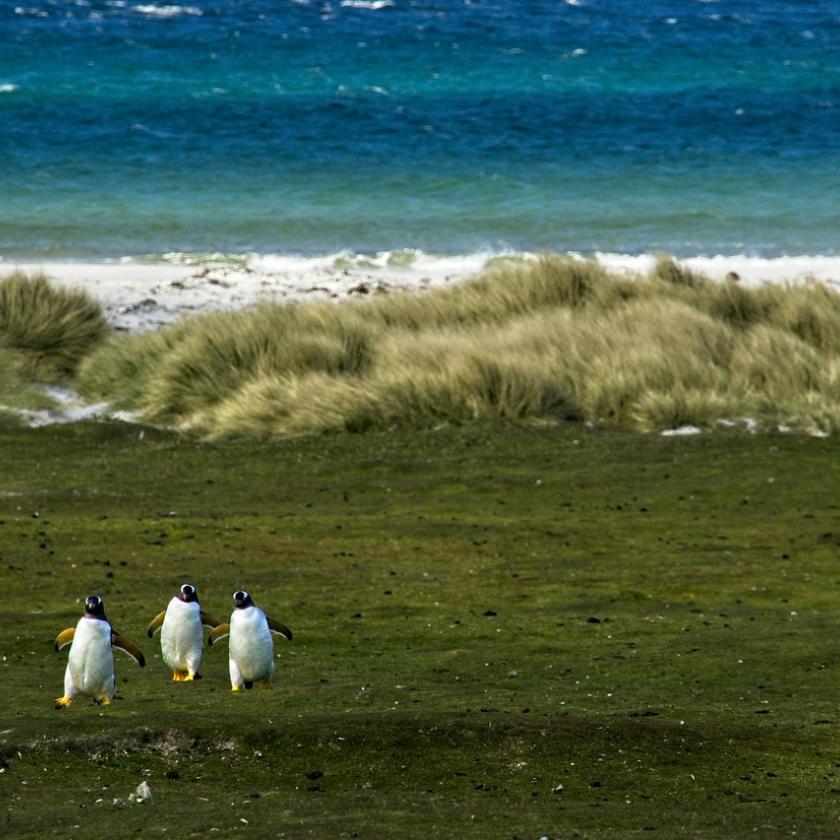 Közel kétezer pingvin pusztult el hirtelen