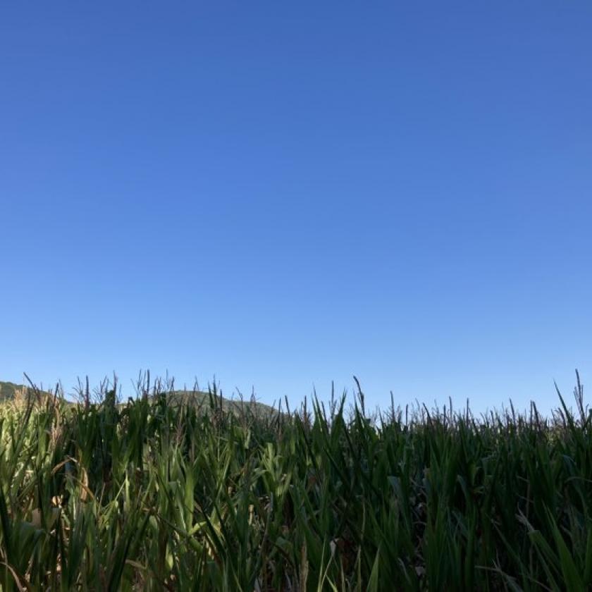 Tovább erősödik a hőség