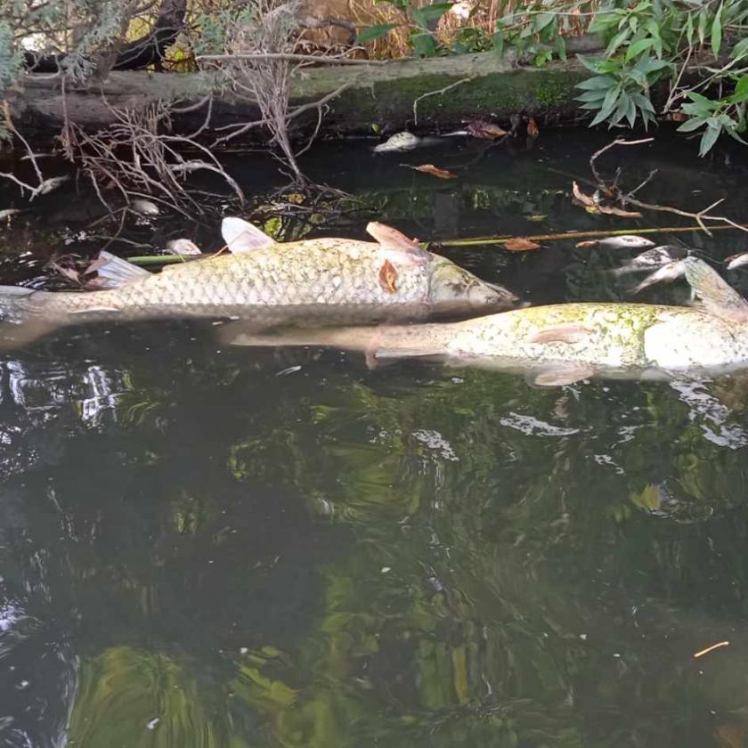 Három napig titokban ömlött a szennyvíz a Sződrákosi-patakba 