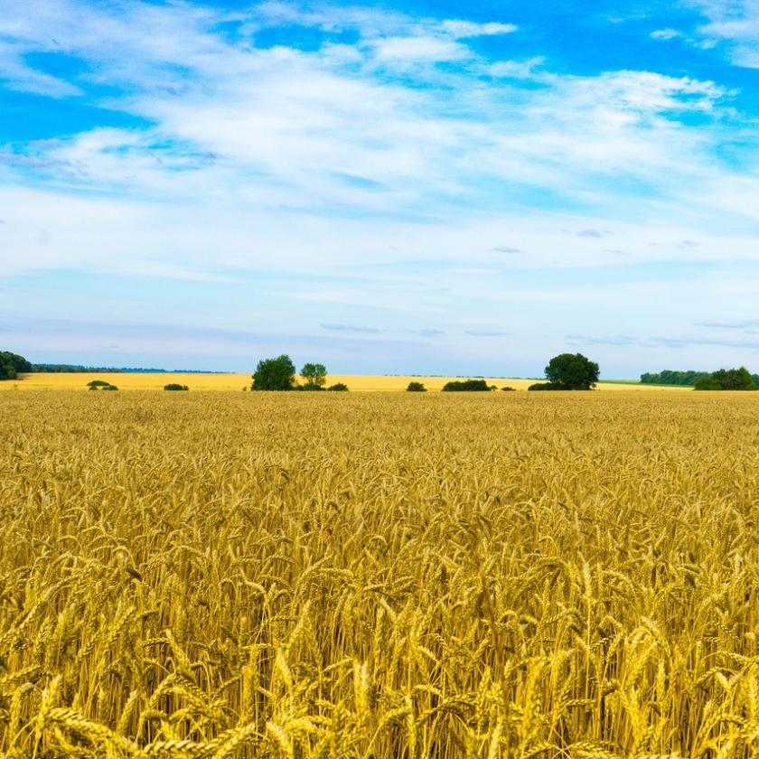 Ukrán gabonaözön: ennyi lesz a fájdalomdíj egy hektárra
