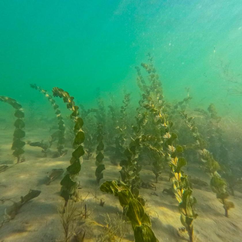 Ilyennek még nem nagyon láthattuk a Balaton