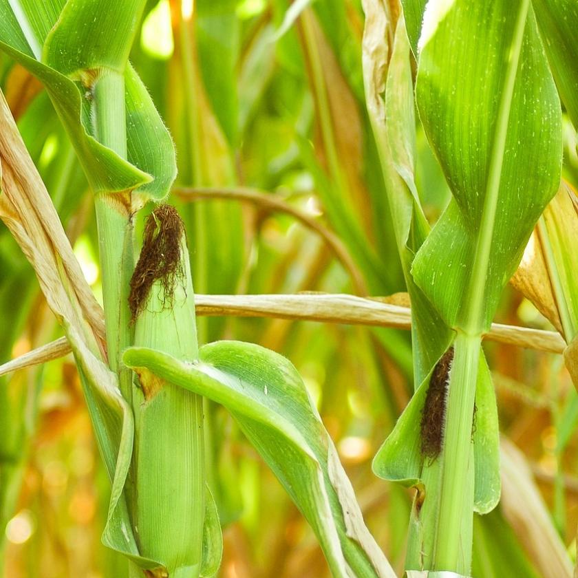 Meglepetés, egyetértés van a magyar pártok között GMO ügyben 