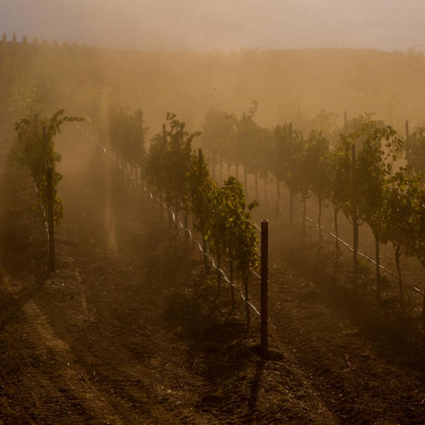 A chardonnay és a pinot noir is eltűnik, a kaktuszlé marad koccintásra 