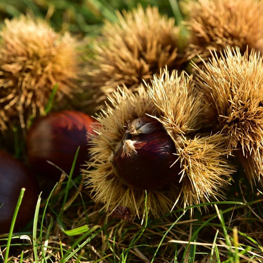 Az agrárkamara lesújtó hírt közölt az idei szelídgesztenye-termésről