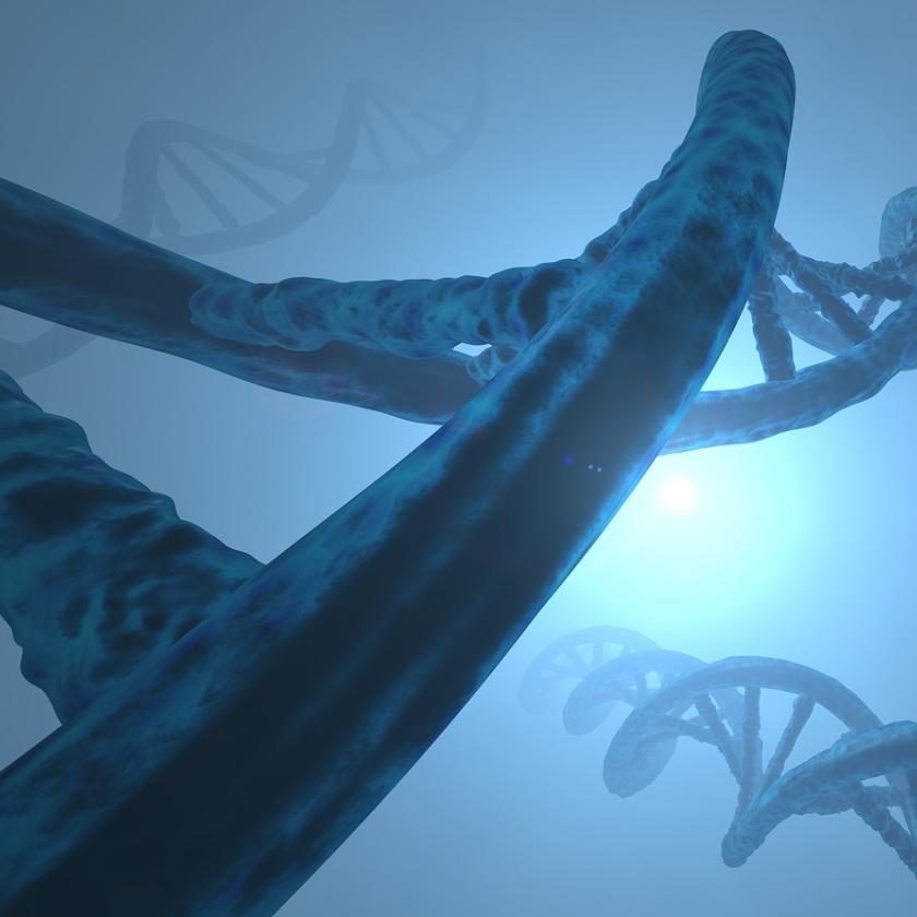 Majmok DNS-ét vizsgálták mesterséges intelligenciával, megjósolta az ember betegségeit