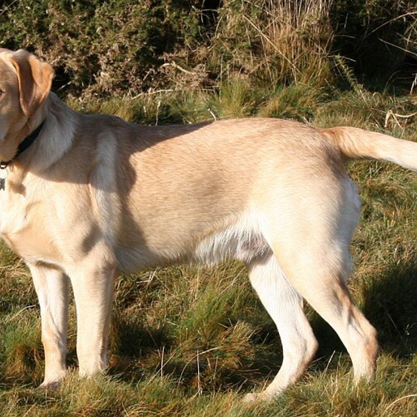 Kimutatta a DNS-teszt egy nőről, hogy valójában 25 százalékban labrador