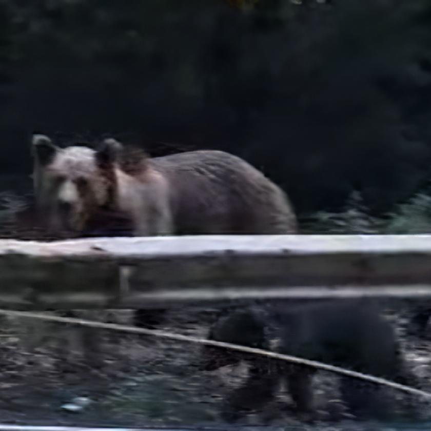 Anyamedve bocsaival szeli az erdőt Cered környékén