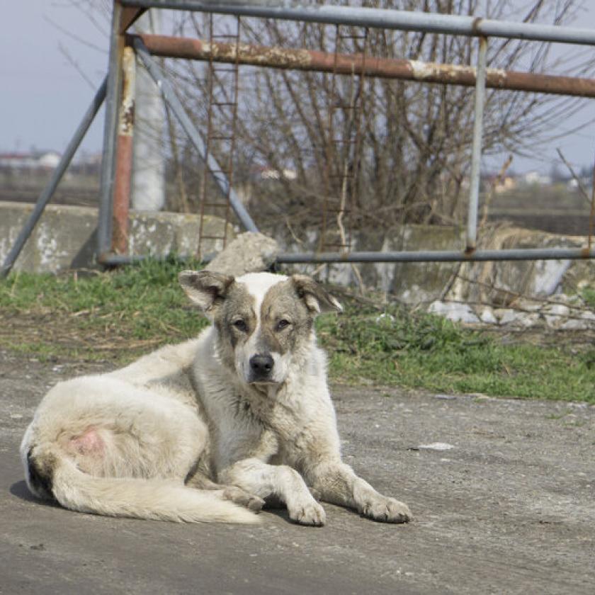 Megint veszett kutyát találtak a román határ közelében