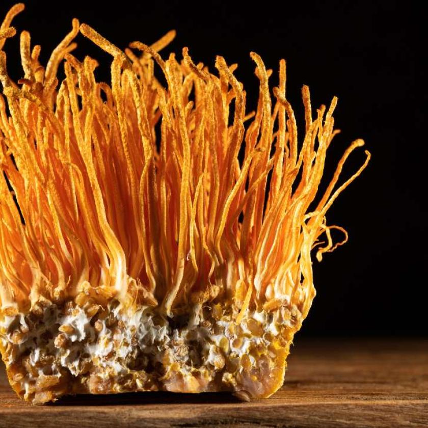 Zombigombával fertőzött legyet találtak a kutatók, hihetetlen hol akadtak rá