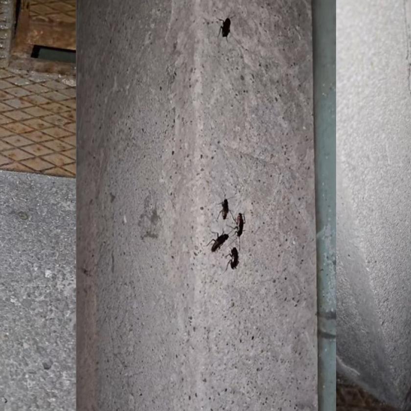 Csapatostul szaladgáltak a csótányok a tiszás Kulja András orra előtt a Péterfy kórházban, és most le is videózta őket 