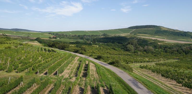 Vallott a magyar borász: lerántotta a leplet a tokaji borokról